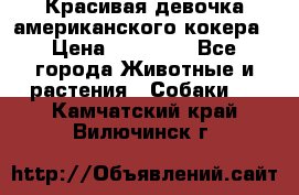 Красивая девочка американского кокера › Цена ­ 35 000 - Все города Животные и растения » Собаки   . Камчатский край,Вилючинск г.